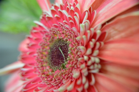 Foto Flor rosa detalhe coração