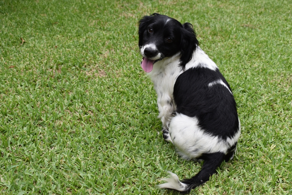 Chien herbe nature pose