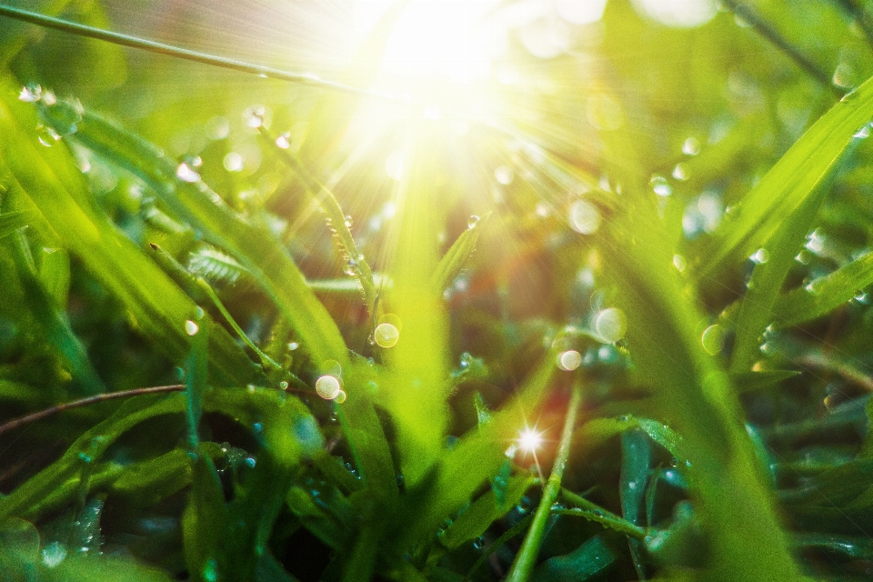 Gras tau grün erfrischend