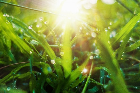 Grass dew green refreshing Photo