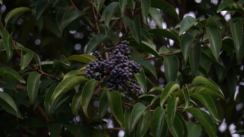 Pohon tanaman berbunga
 buah
