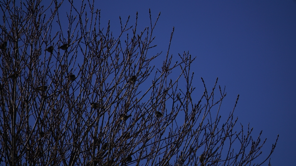 Naturel bleu bifurquer ciel