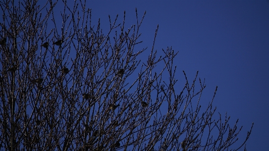 Natural blue branch sky Photo