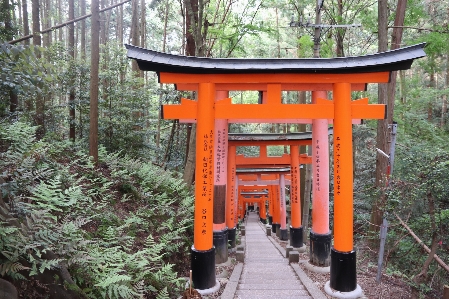 Japan kyoto shrine mountain Photo