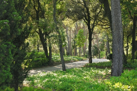 Park forest jungle trees Photo