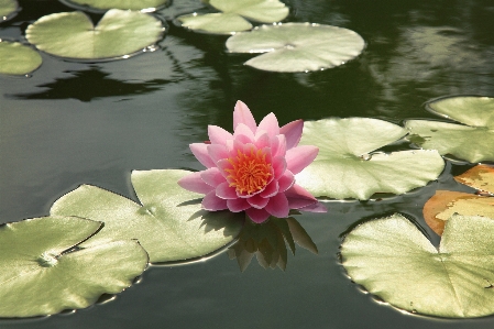 Flower water plants fragrant white lily Photo