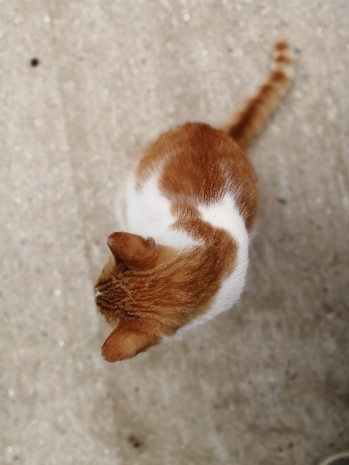 花 猫 小型から中型の猫
 ネコ科
