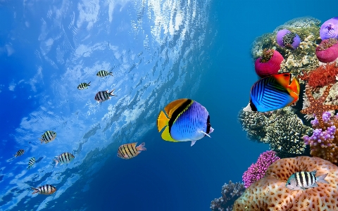 Fish coral reef underwater Photo