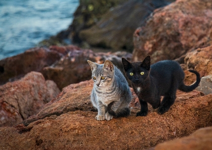 Foto Anak kucing
 kucing felidae
 berukuran kecil hingga sedang
