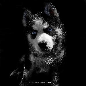 Foto Cane mammifero vertebrato
 husky siberiano
