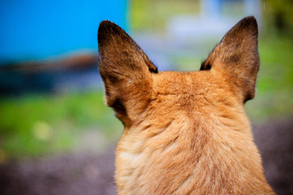 Perro marrón guardián
 fornido