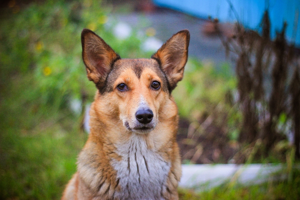 犬 茶色 番犬
 ハスキー