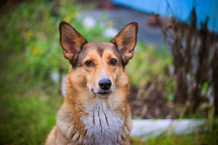 Dog brown watchdog husky Photo