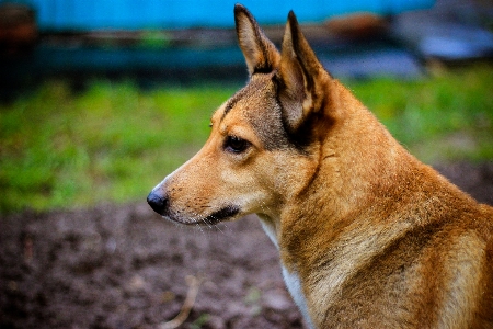 Foto Anjing cokelat penjaga
 serak