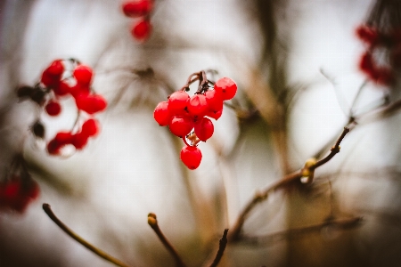 Berries autumn branch viburnum Photo