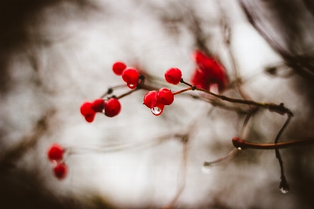 Berries autumn branch viburnum Photo