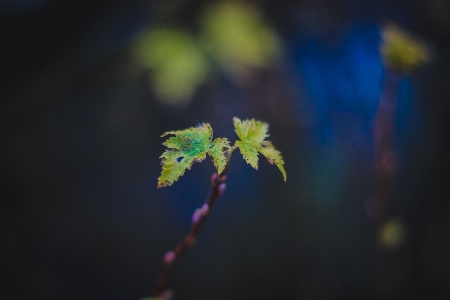 Currant branch leaf drop Photo