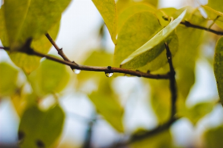 Lilac branch leaf drop Photo