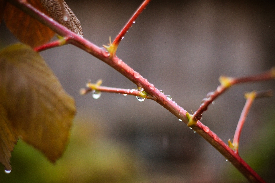 Raspberries branch leaf drop