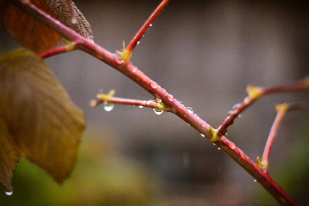 Raspberries branch leaf drop Photo