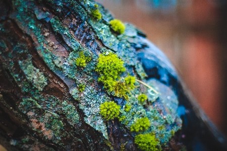 Moss grass greens tree Photo