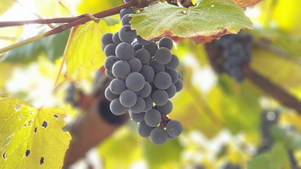 Uvas vinho outono cortar