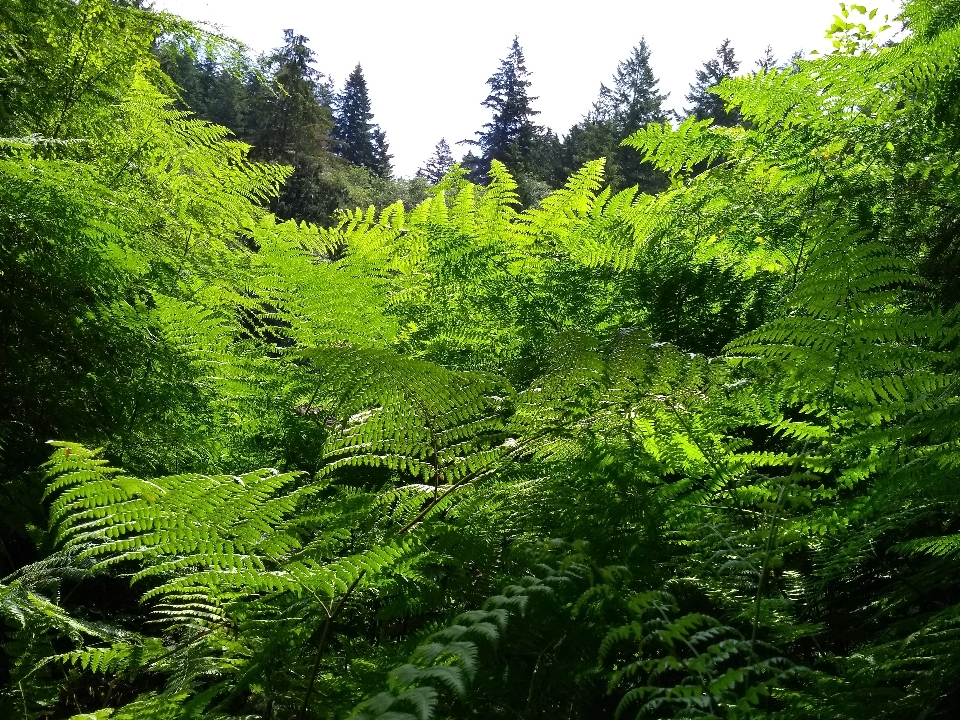 湖 西尔维亚州立公园
 华盛顿 植被