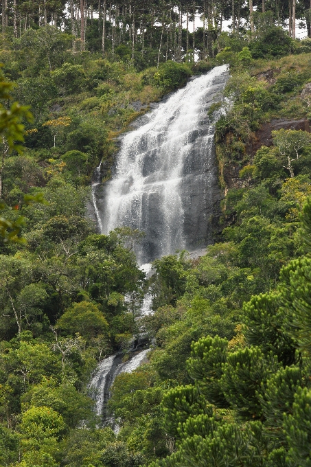 Cachoeira montanha árvores floresta