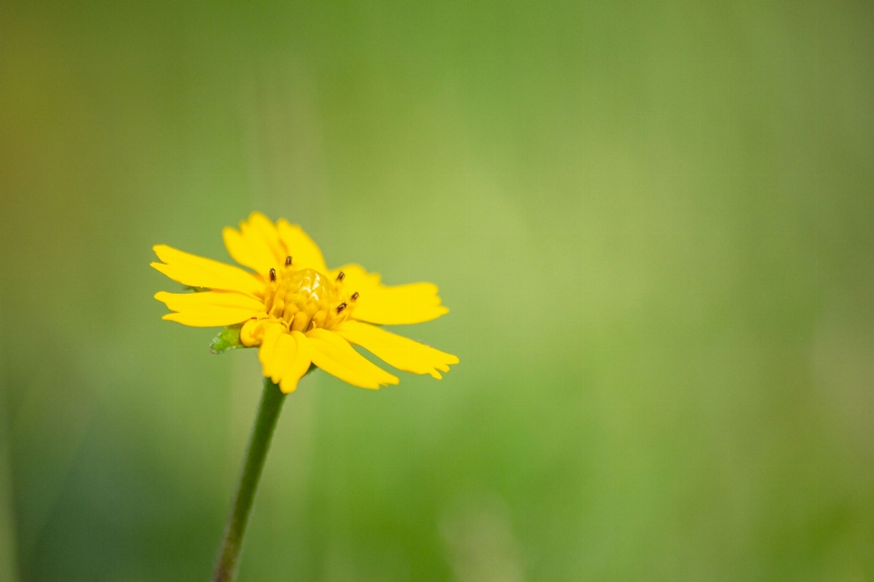 Field background beautiful beauty