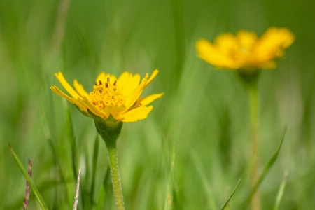 Field background beautiful beauty Photo