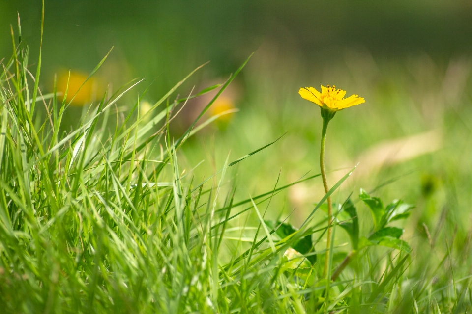 Field background beautiful beauty