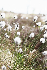 Weiss wollgras
 moor
 hohe moore
 Foto