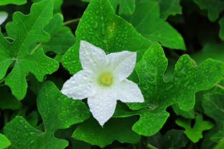 Foto Flores brancas
 folhas verdes
