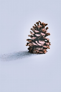 Art sugar pine conifer cone lodgepole Photo