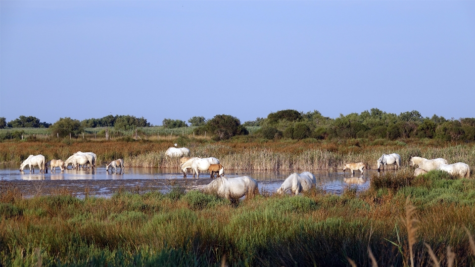 Nature animal cheval troupeau