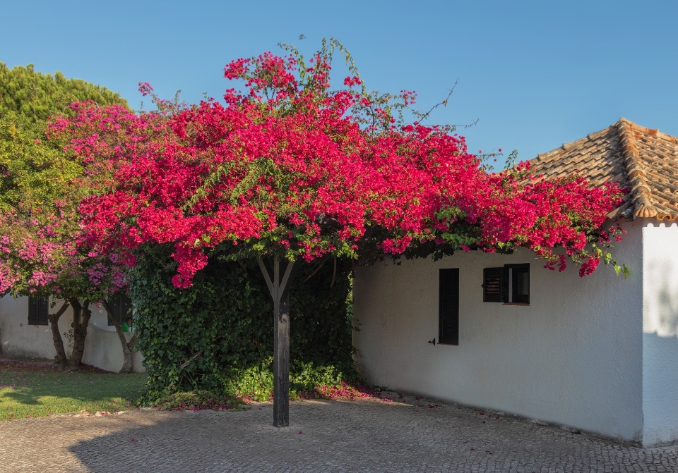 Buganvílias
 árvore vermelho flor