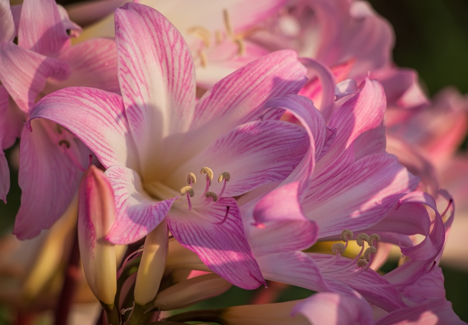 Pink lady flower flowering plant