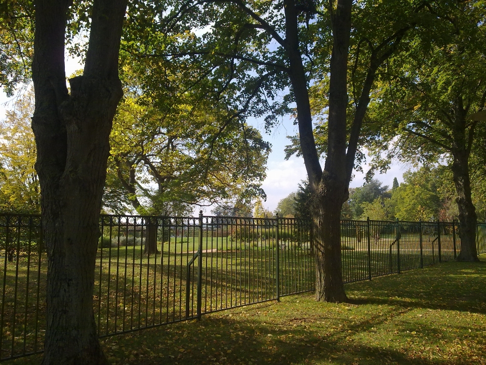 Albero alberi parco giardino