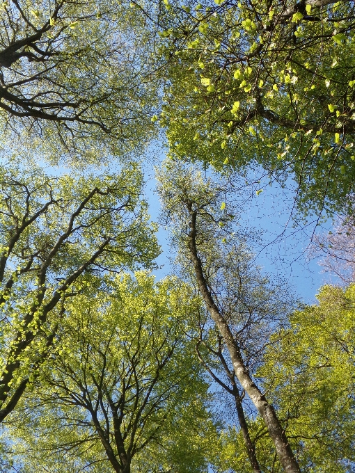 Arbre des arbres forêt ciel