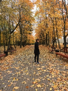 Autumn tree people in nature leaf Photo