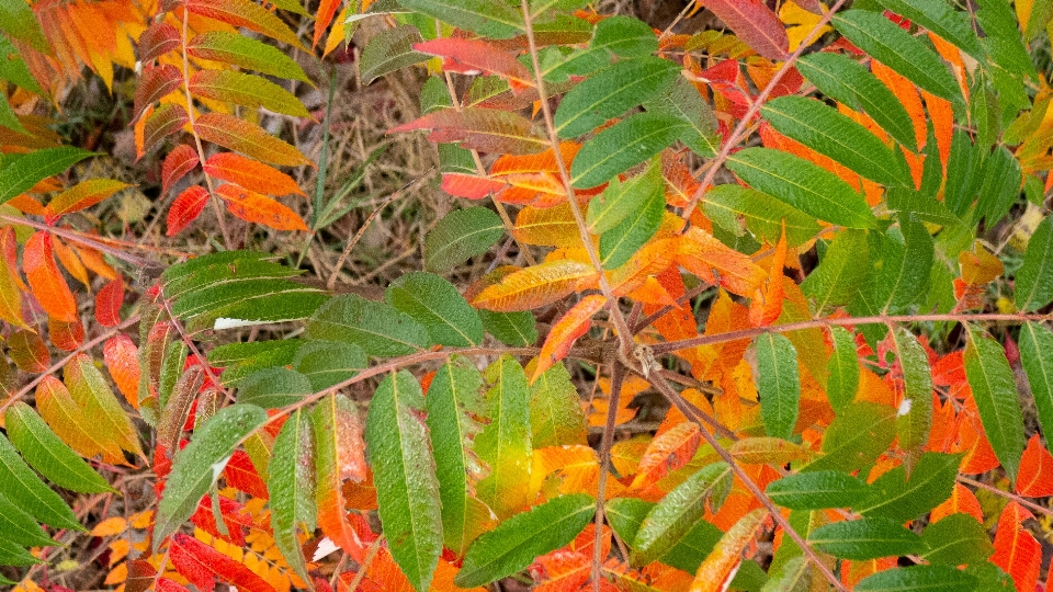 Otoño arbusto
 hojas rojo