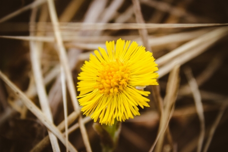 Foto Feno grama amarelo flor