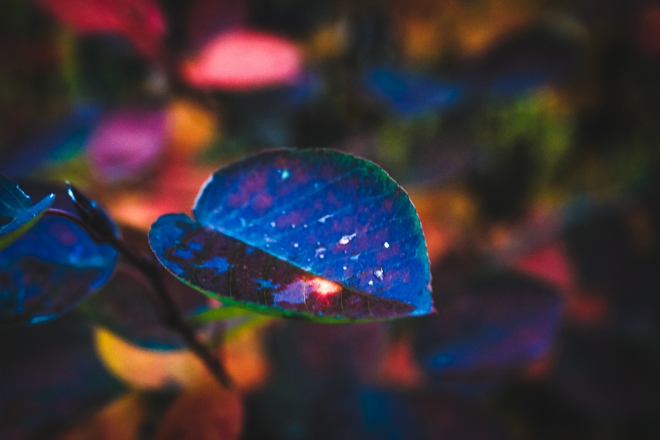 Leaf water drop autumn