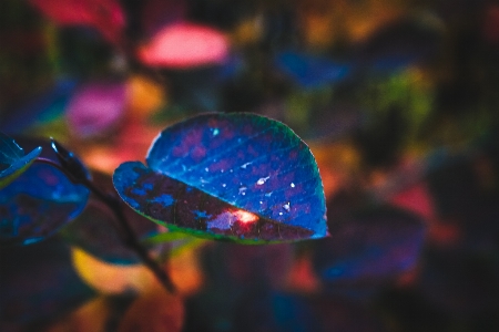 Leaf water drop autumn Photo