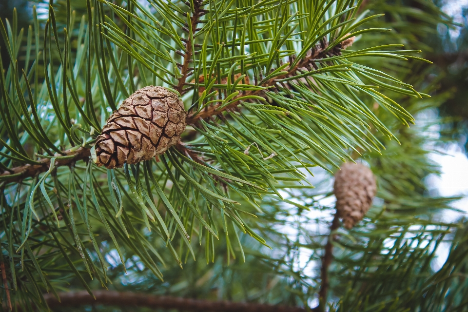 Pinus pohon cemara merapikan