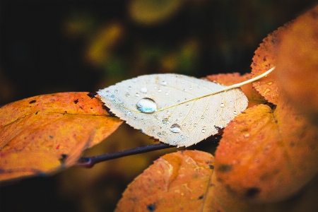 Leaf water drop autumn Photo