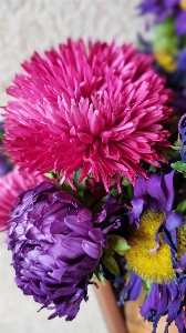 Flower blossom bloom chrysanthemum Photo