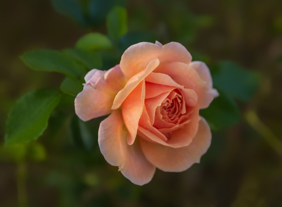 Rosa fiore pianta fiorita
 julia bambino rosa
