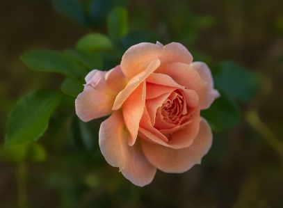 Rose flower flowering plant julia child Photo