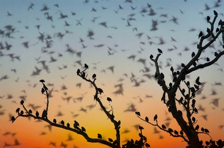 Birds sunset evening nature Photo